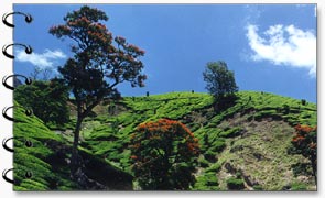Munnar Hills, Kerala