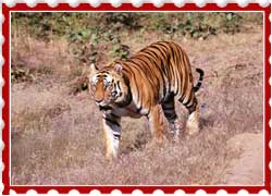 Bhadra Wildlife Sanctuary Chikmagalur Karnataka