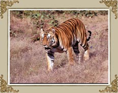 Kawal Wildlife Sanctuary Andhra Pradesh