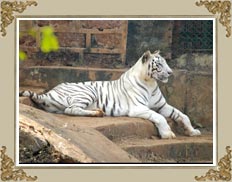 Nehru Zoological Park Hyderabad