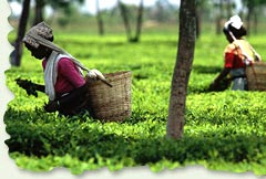 Tea Garden, Assam