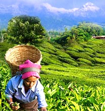 Assam Tea Garden