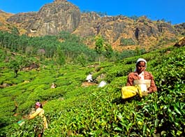 Assam Tea Plants