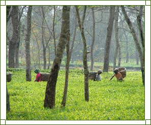 Assam Travel Tips