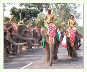 Elephant Festival