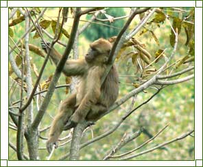 Gibbon Wildlife Sanctuary