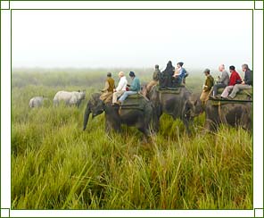 Kaziranga National Park