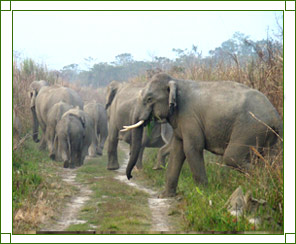 Manas National Park - Manas National ParkAssam, Manas Wildlife Sanctuary  Assam