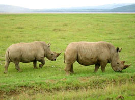 Kaziranga National Park