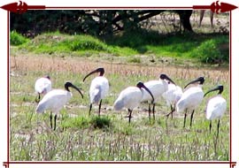 Sultanpur Bird Sanctuary