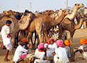 Pushkar