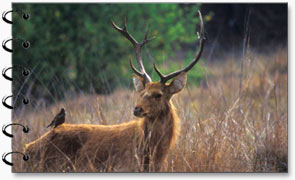 Barahsingha, Kanha National park