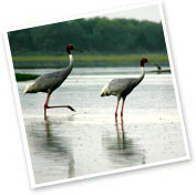 Bharatpur Bird Sanctuary, Rajasthan