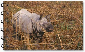 Kaziranga, Kaziranga National Park