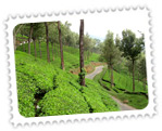 Munnar Hills Kerala