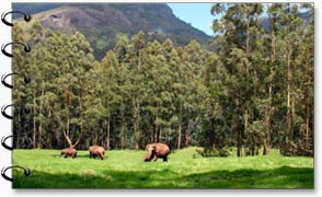 Kerala Nature Tour