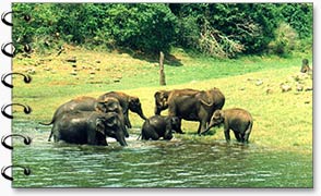 Kerala Wildlife Tour