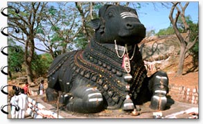 Nandy Bull, Mysore
