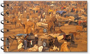 Pushkar Camel Fair, Rajasthan