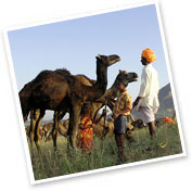 Pushkar Fair, Rajasthan