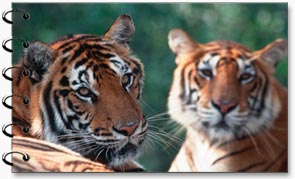 Tiger, Corbett National Park