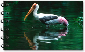 Stork Ibis leucocephalus, Kanha National Park