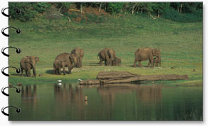 Wild Elephant, Periyar