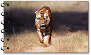 Wildlife Bandhavgarh