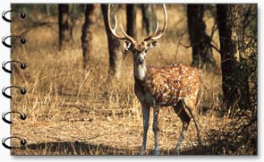 Wildlife, Ranthambore