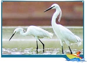 Dr. Salim Ali Bird Sanctuary Goa