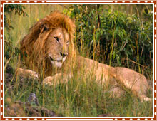 Gujarat Wildlife Tour