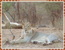 Gir National Park