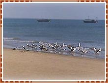 Kutch Mandvi Beach Gujarat