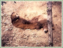 Himalayan Brown Bears