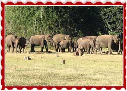 Nagerhole Wildlife Sanctuary Karnataka