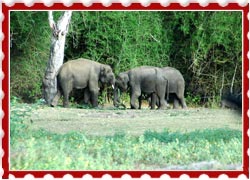 Bandipur National Park