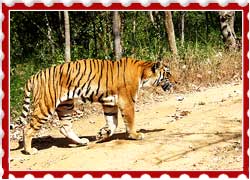 Bannerghatta National Park Bangalore Karnataka