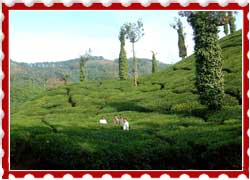 Coffee Plantations Chikmagular Karnataka