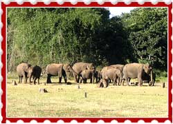 Bandipur National Park Karnataka