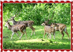 Nagarhole National Park