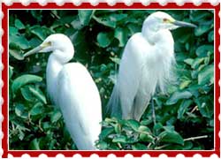 Mandagadde Bird Sanctuary Shimoga Karnataka
