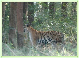 Begur Wildlife Sanctuary Wayanad