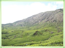 Devikulam hill station Kerala