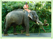 Elephant Rider on Elephant, Kerala