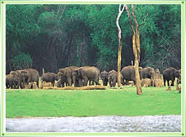 Eravikulam National Park Idukki Kerala