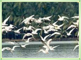 Kumarakom Bird Sanctuary Kottayam