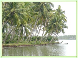 Kollam Backwaters