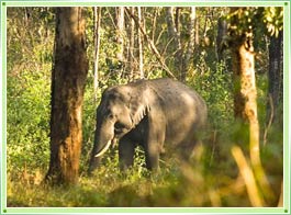 Muthanga Wildlife Sanctuary Wayanad