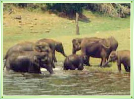 Parambikulam Wildlife Sanctuary Palakkad