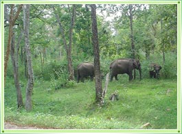 Shenduruny Wildlife Sanctuary Kerala